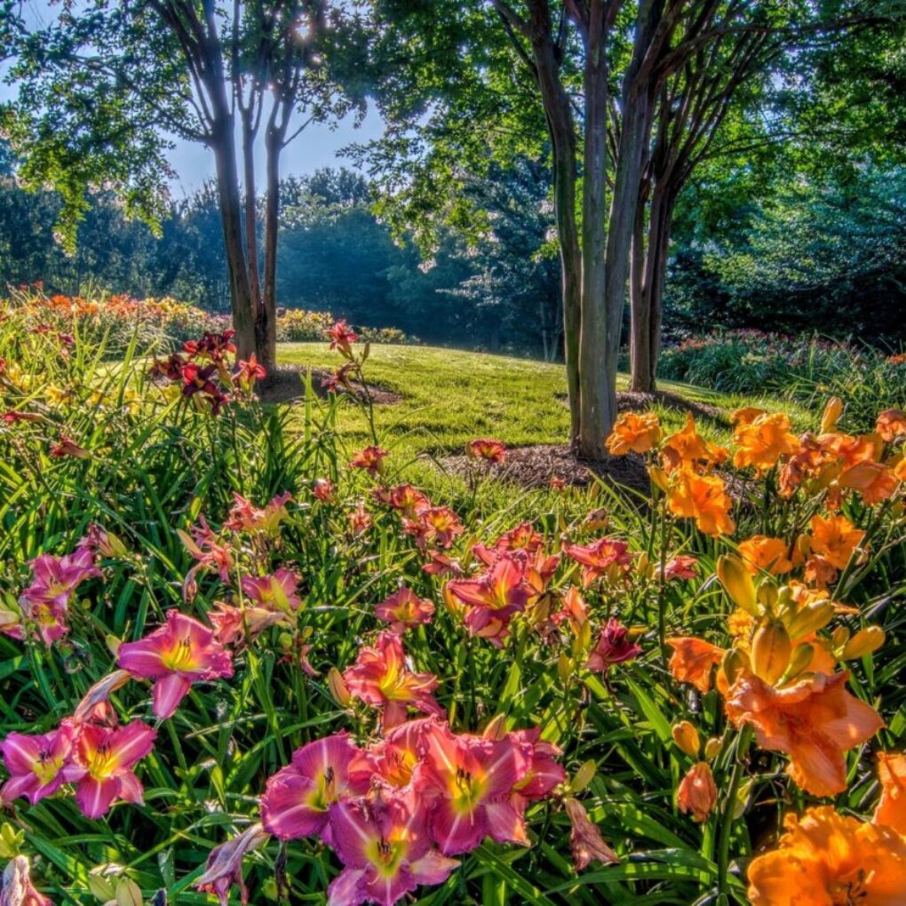 Daylily Garden - Gibbs Gardens